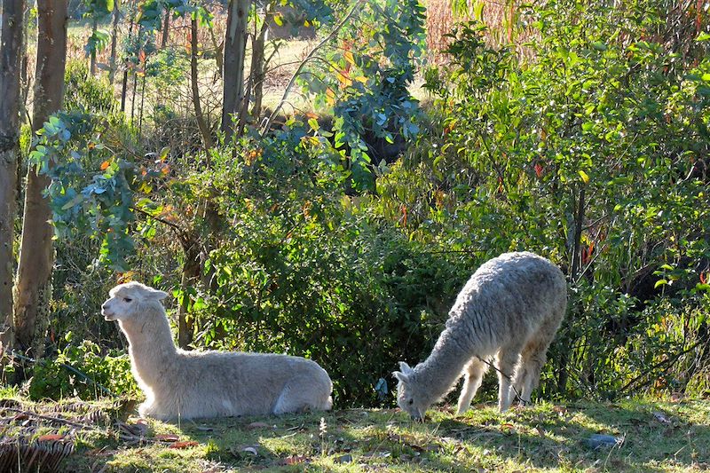 Au pays du lama qui rit