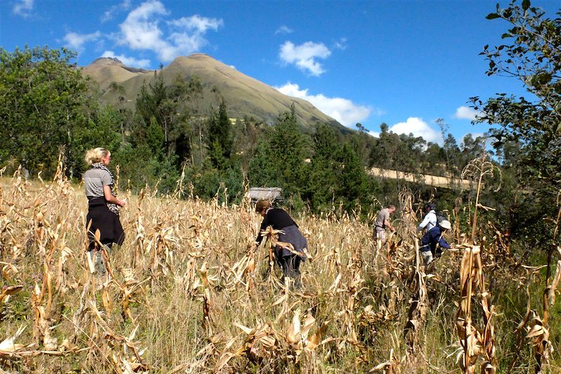 Au pays du lama qui rit