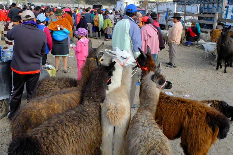 Au pays du lama qui rit