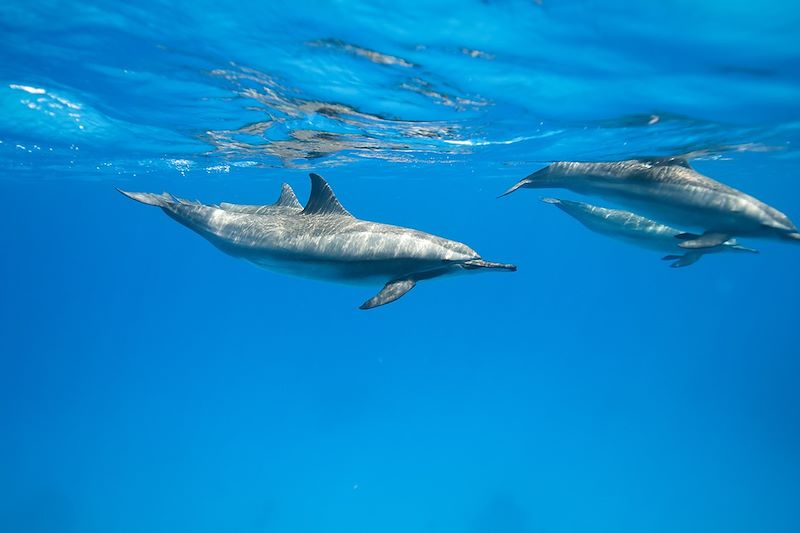 Immersion avec les dauphins en Mer Rouge