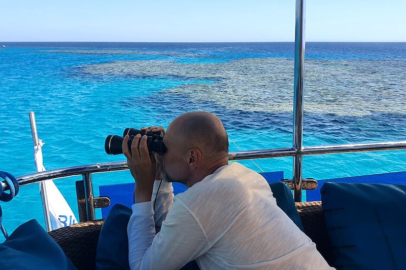 Immersion avec les dauphins en Mer Rouge