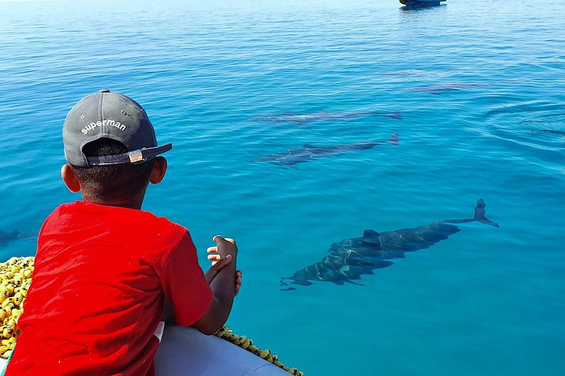 Immersion avec les dauphins en Mer Rouge