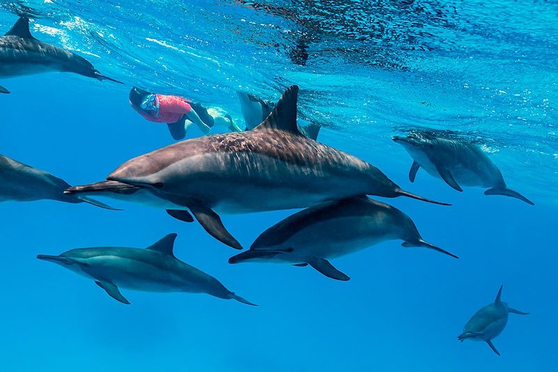 Immersion avec les dauphins en Mer Rouge