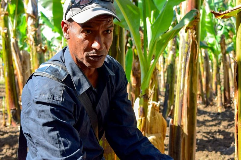 Plantation de bananiers dans la vallée du Nil - Égypte