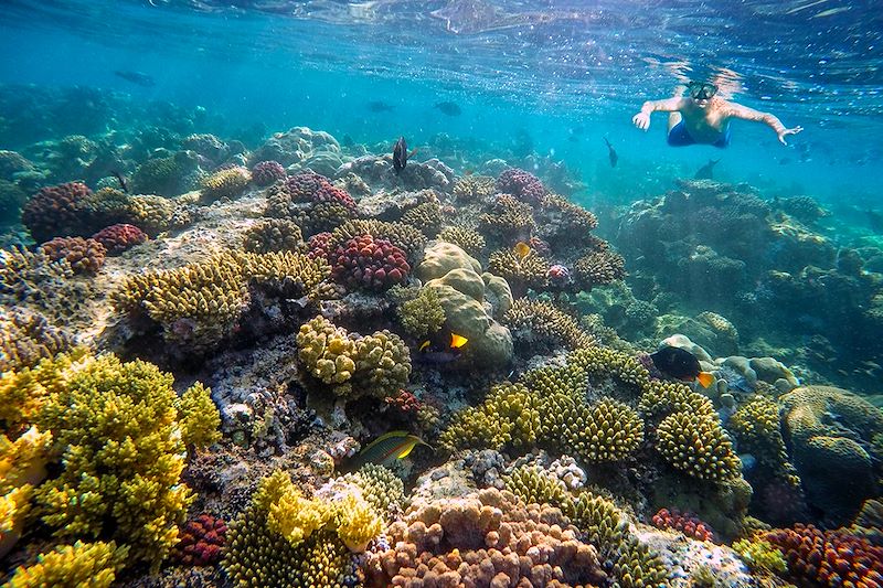 Snorkeling dans la Mer Rouge - Égypte