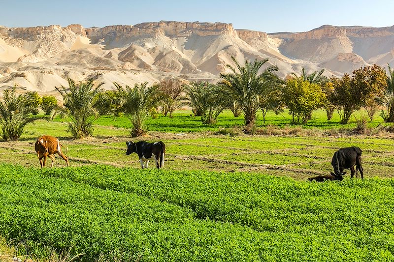 Oasis de Dakhla - Égypte