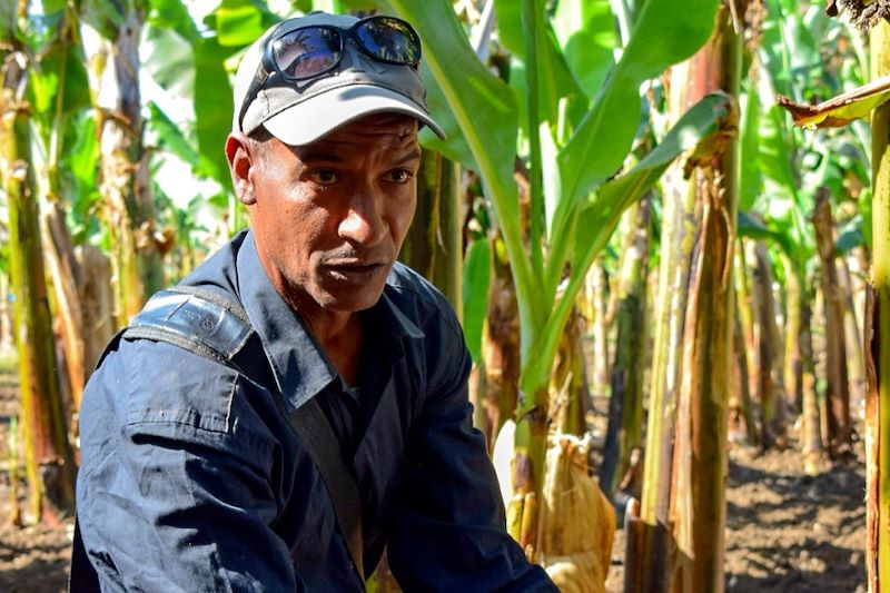 Plantation de bananiers dans la vallée du Nil - Égypte