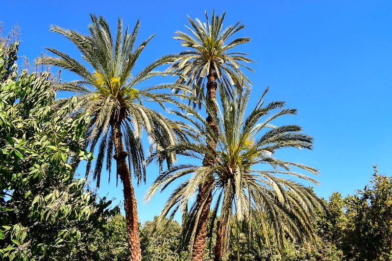 Plantation de bananiers dans la vallée du Nil - Égypte