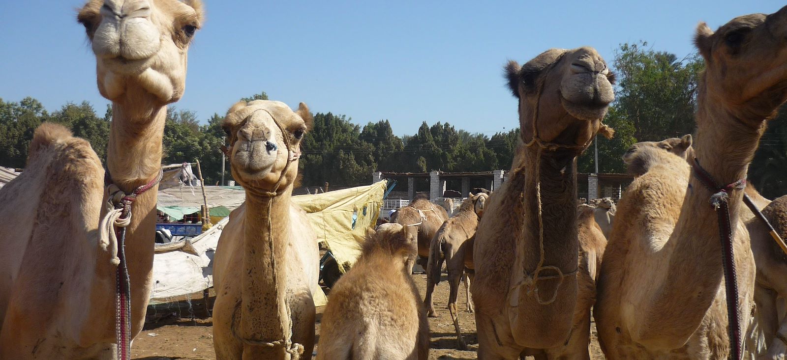Image Un sandal pour le Nil et pyramides de Gizeh