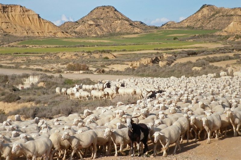 Le désert des Bardenas Reales (A/R en train)