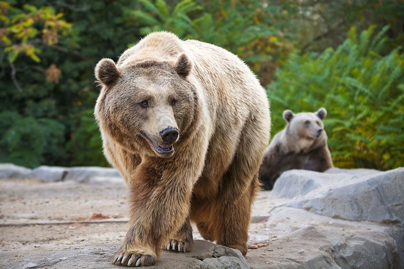 Observation des ours bruns dans les Asturies