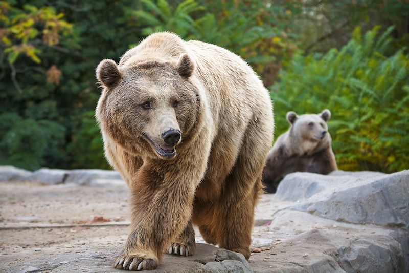 Séjour dans le parc naturel de Somiedo, à la recherche des ours bruns, avec une nuit en bivouac au cœur de la nature sauvage. 