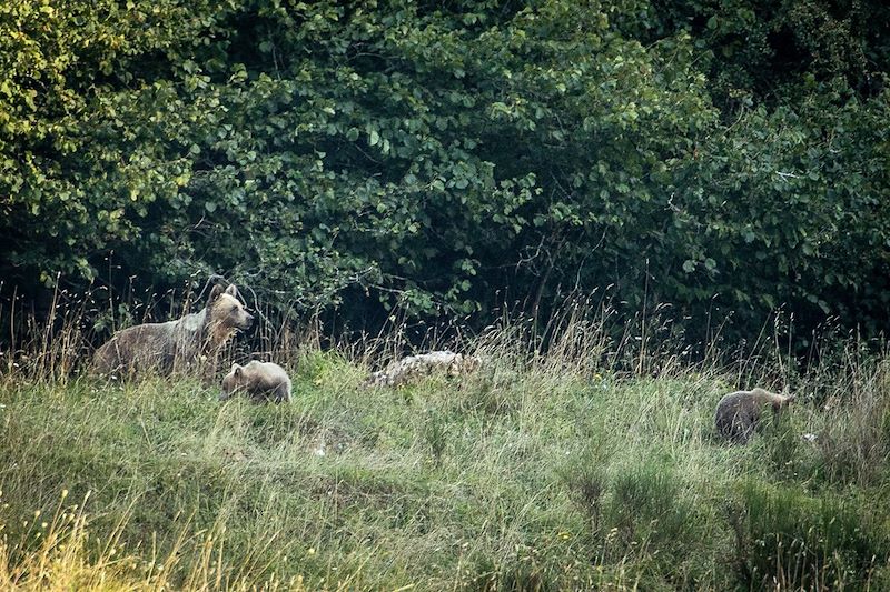 Observation des ours bruns dans le Parc naturel de Somiedo - Asturies - Espagne