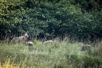 Observation des ours bruns dans les Asturies 4