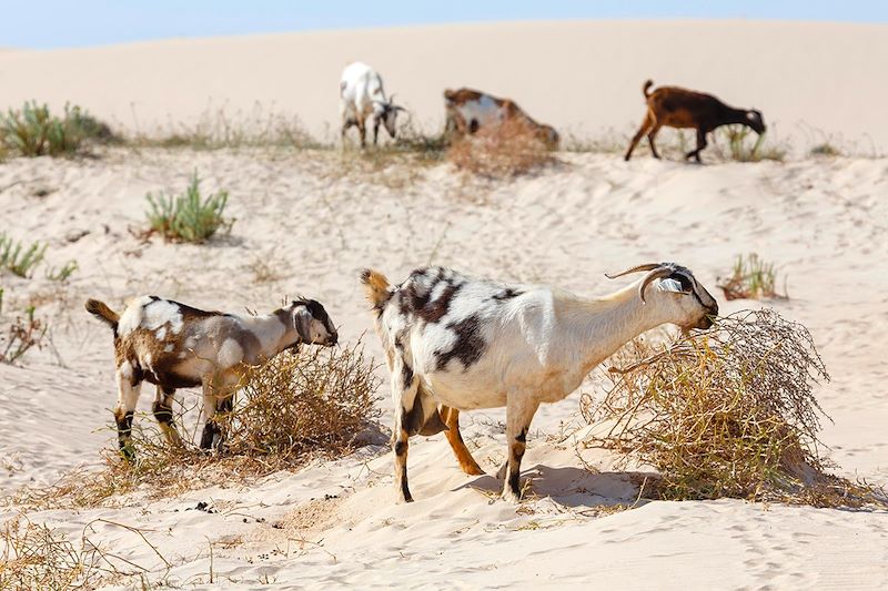 Sur les sentiers de Fuerteventura  