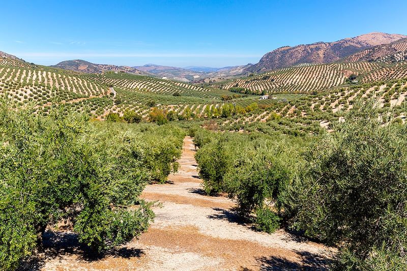 Oliveraies en Andalousie - Espagne