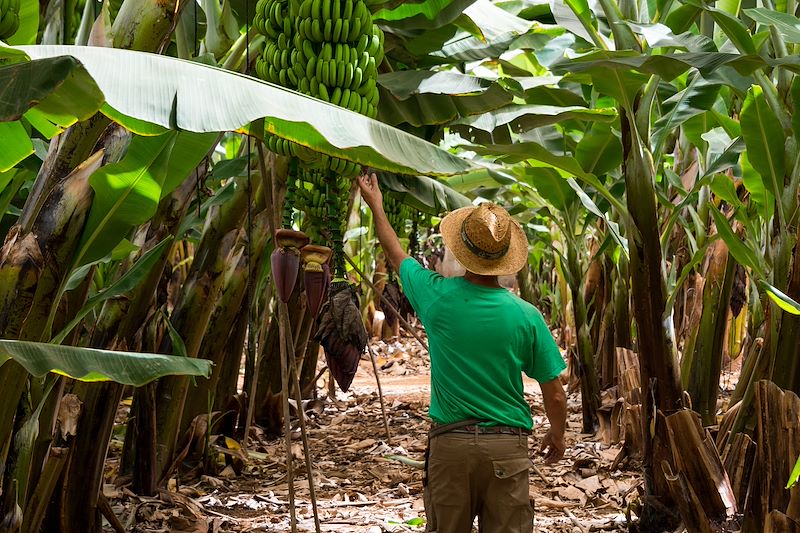 Plantation de bananes sur Tenerife - Canaries