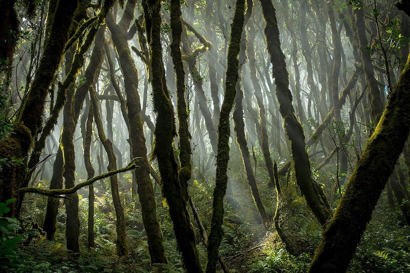 Parc national de Garajonay - La Gomera - Canaries - Espagne