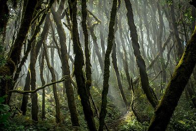 Tenerife et la Gomera 4