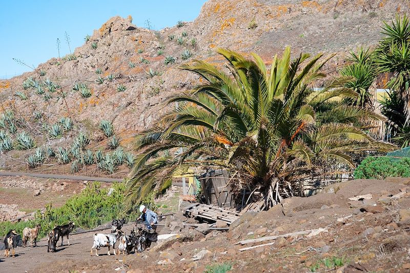 Teno Alto - Tenerife - Canaries - Espagne