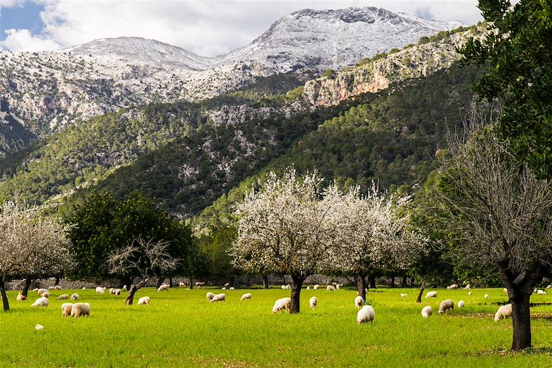 Vue sur le Pic Massanella enneigé - Majorque - Espagne