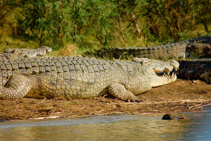 Bande de crocodiles - Lac Chamo - Ethiopie