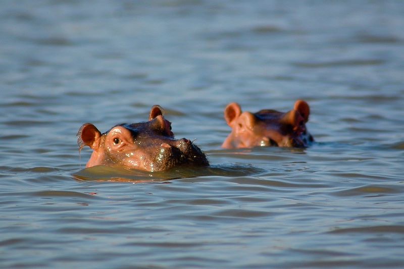 Hippopotames dans le Lac Chamo - Ethiopie