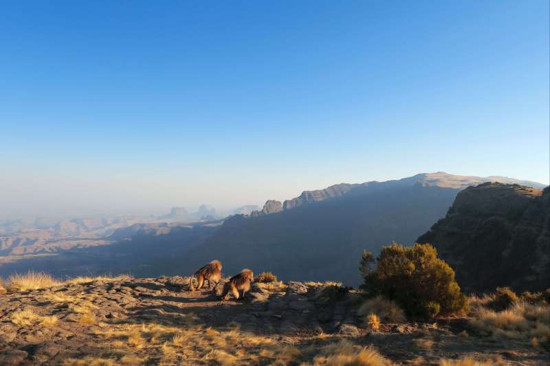 Géladas sur le chemin entre Sankaber et Geesh - Parc national du Simien - Éthiopie