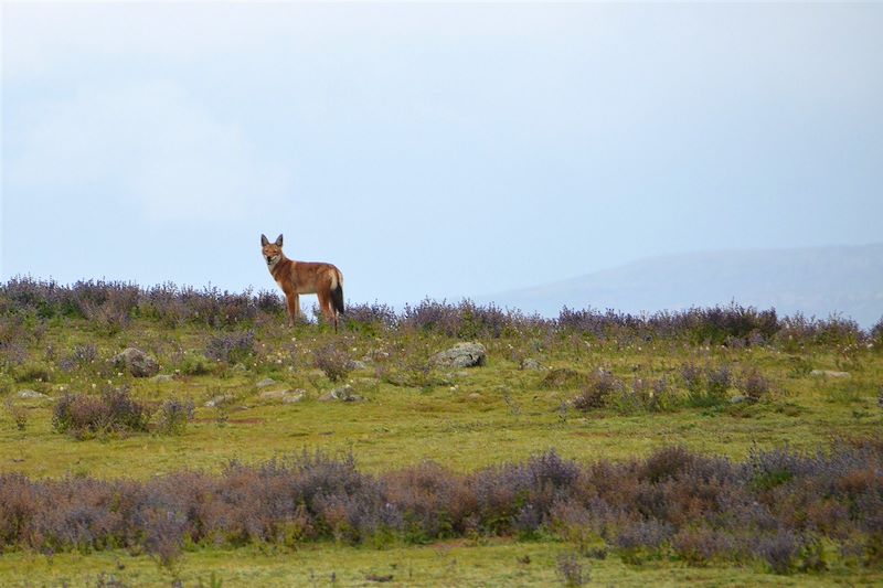 Loup d'Abyssinie - Parc National de Balé - Éthiopie