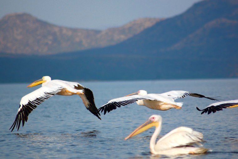 Lac Chamo - Ethiopie