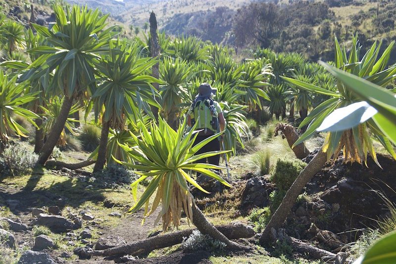 Randonneuse au Parc National du Simien - Monts Simien - Région Amhara - Éthiopie 