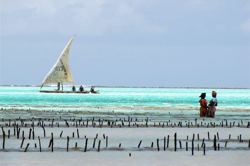 Collecte des algues - Jambiani - Zanzibar - Tanzanie