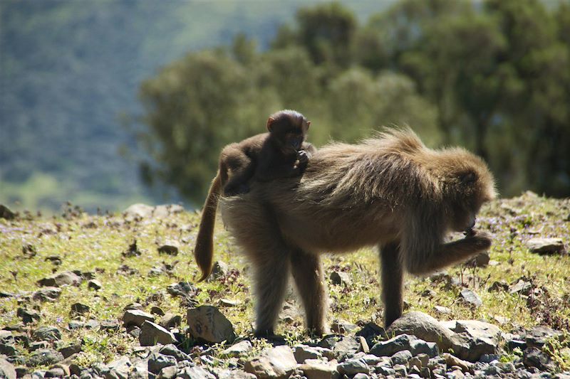 Famille de Géladas au Parc National du Simien - Monts Simien - Région Amhara - Éthiopie 