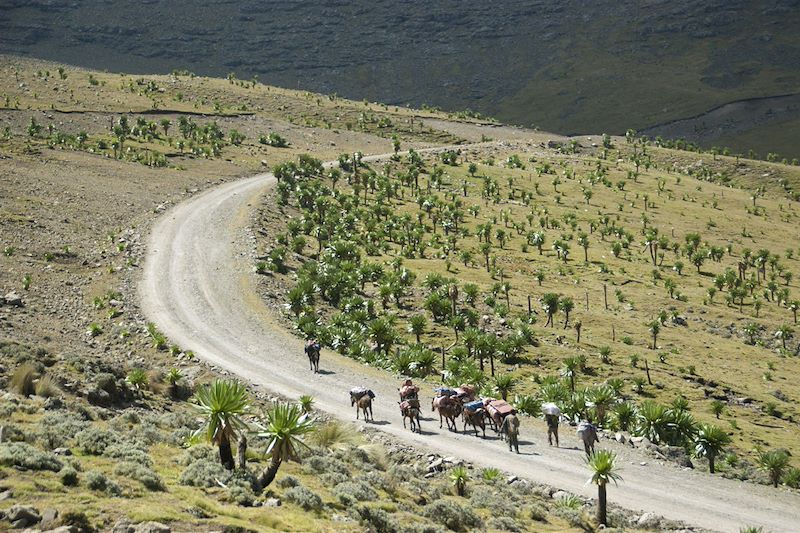 Parc National du Simien - Monts Simien - Région Amhara - Éthiopie 