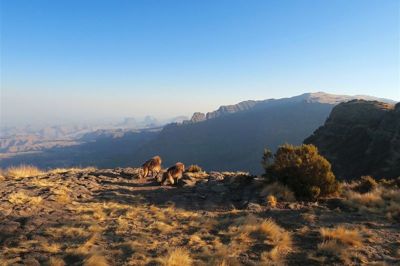 Géladas sur le chemin entre Sankaber et Geesh - Parc national du Simien - Éthiopie