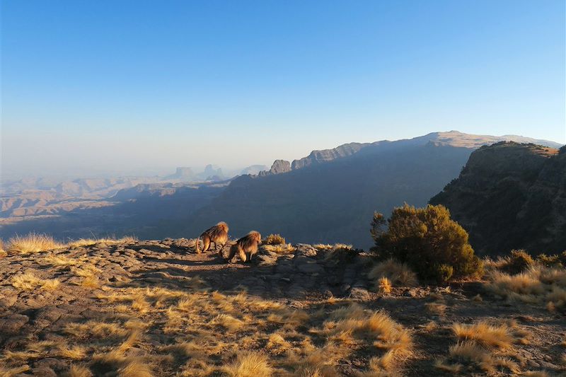 Géladas sur le chemin entre Sankaber et Geesh - Parc national du Simien - Éthiopie