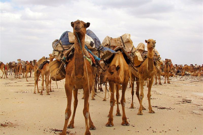 Extraction du sel - Lac Assale - Depression Danakil - Éthiopie