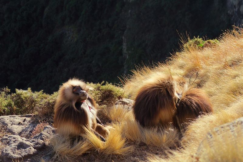 Géladas sur le chemin entre Sankaber et Geesh - Parc national du Simien - Éthiopie