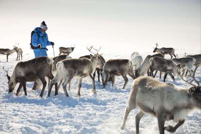 voyage La Laponie, 100% nature