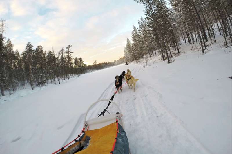 Voyage à la neige Finlande : Sur la piste des loups Voyage à la neige : Finlande : Sur la piste des loups