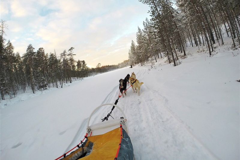 Sur la piste des loups