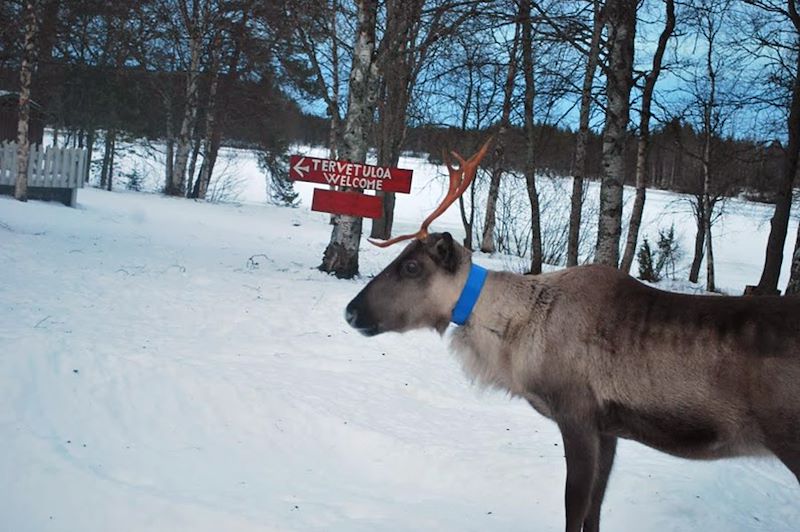 Sur la piste des loups