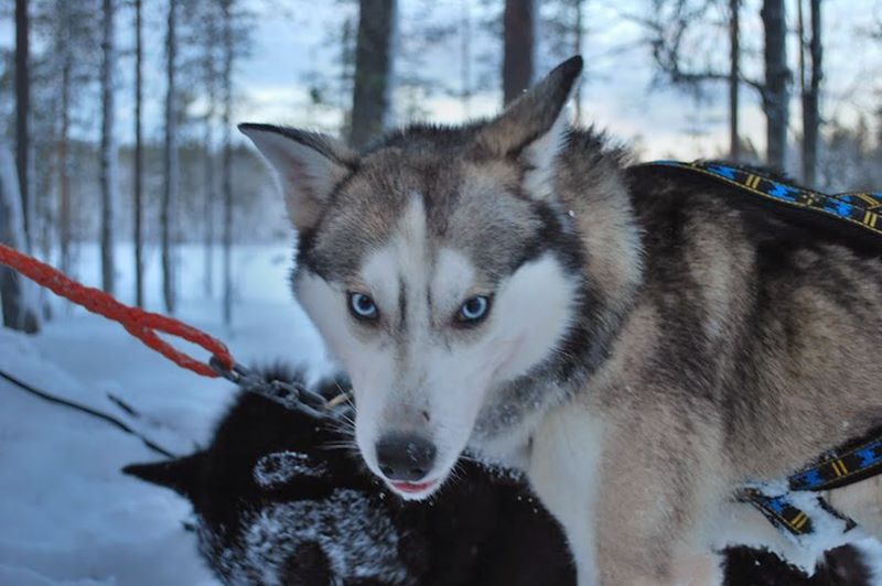 Sur la piste des loups