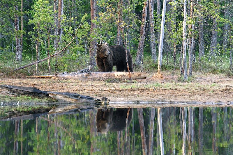 Au cœur de l'été arctique finlandais