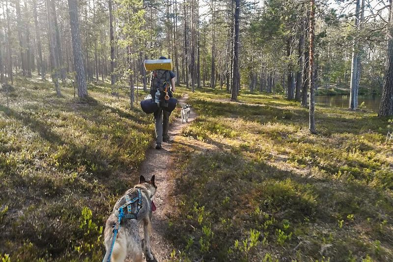 Raid cani-rando dans le parc national de Hossa - Laponie - Finlande
