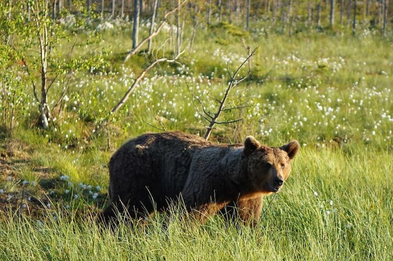 Observation des ours autour de Hossa - Laponie - Finlande