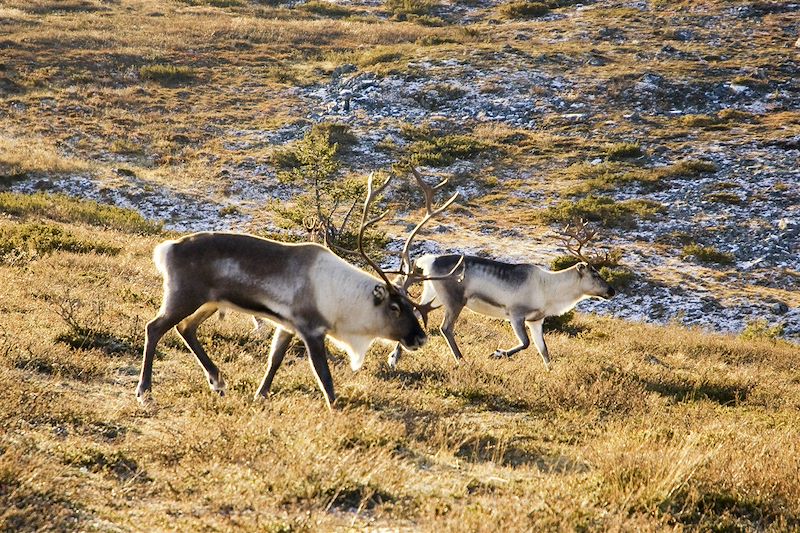 Magique Scandinavie de la Laponie au cap Nord