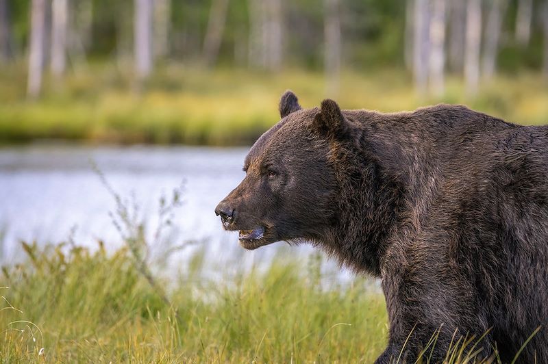 Ours brun dans la région de Kuhmo - Finlande