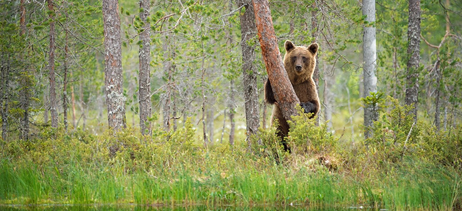 La Finlande, confidentielle et pure !