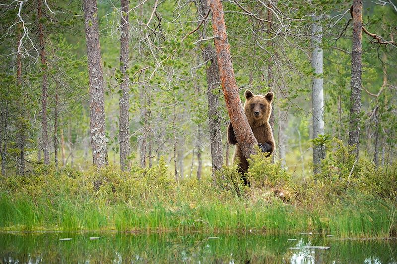 La Finlande, confidentielle et pure !